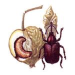 Казарка плодовая