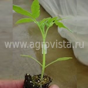 Купить Семена Подвоя Ферро