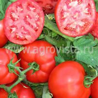 Семена томата дет. Айваз 331 F1 (1000шт)