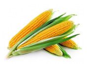 pic2_sugarcorn177x132