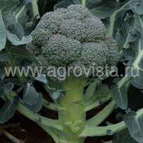 Семена брокколи Куба F1 (2500шт)