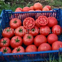 Семена томата дет. CA 911 F1 роз. (1000шт)