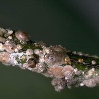 pic2_kaliforniiyskaja_schitovka_345x345