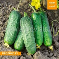 Семена огурца п/к Проликс F1 (1000шт)