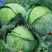 Семена капусты б/к Сир F1 (2500шт)
