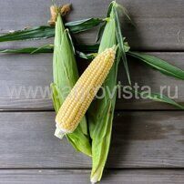Семена кукурузы сах. Беркут F1 (5000шт)