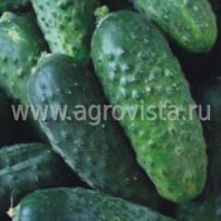 Семена огурца п/о Наташа Микс F1 (1000шт)