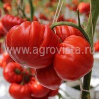 Семена томата индет. Сарра F1 (250шт)