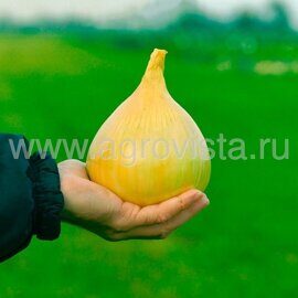 Семена лука репч. Эксибишен (250000шт)