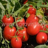 Семена томата дет. Н 6438 F1 (25000шт)