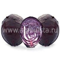Семена капусты к/к Реску F1 (2500шт)