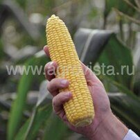 Семена кукурузы сах. Турбин F1 (50000шт)