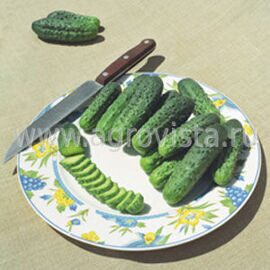 Семена огурца п/о Альянс Бейо 2640 F1 (1000шт)