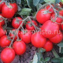 Семена томата дет. Албаросса F1 (1000шт)