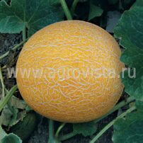Семена дыни Лада (500г)