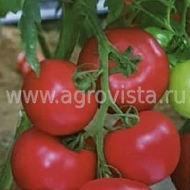 Семена томата индет. TM 10740 F1 роз. (500шт)