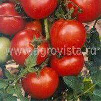 Семена томата дет. Джемпакт F1 (1000шт)