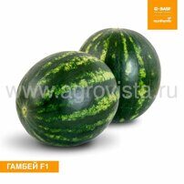 Семена арбуза Гамбей F1 (1000шт)