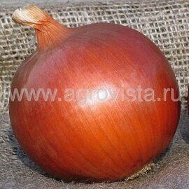 Семена лука репч. Сонома F1 (250000шт)