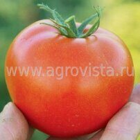Семена томата дет. Сагатан F1 (1000шт)