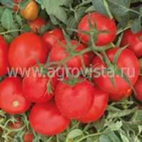 Семена томата дет. Ферст F1 (1000шт)