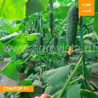 Семена огурца п/к Стантор F1 (1000шт)