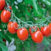 Семена томата индет. черри Тутти Фрутти F1 (250шт)