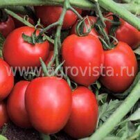 Семена томата дет. Дино F1 (1000шт)