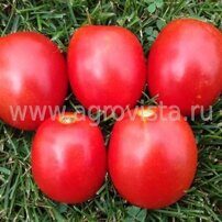 Семена томата дет. Гюзель F1 (1000шт)