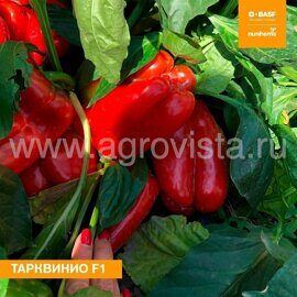 Семена перца сладкого Тарквинио F1 (1000шт)