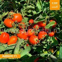 Семена томата дет. Адванс F1 (25000шт)
