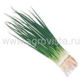 Семена лука на перо Тотем (500г)
