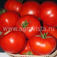 Семена томата дет. TMAG 666 F1 (1000шт)